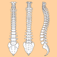 Cervical Disc Protrusion and Radiculopathy: Surgical Options