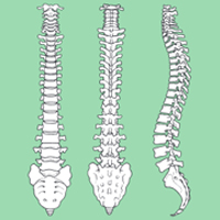 Cervical Stenosis and Myelopathy: Surgical Options